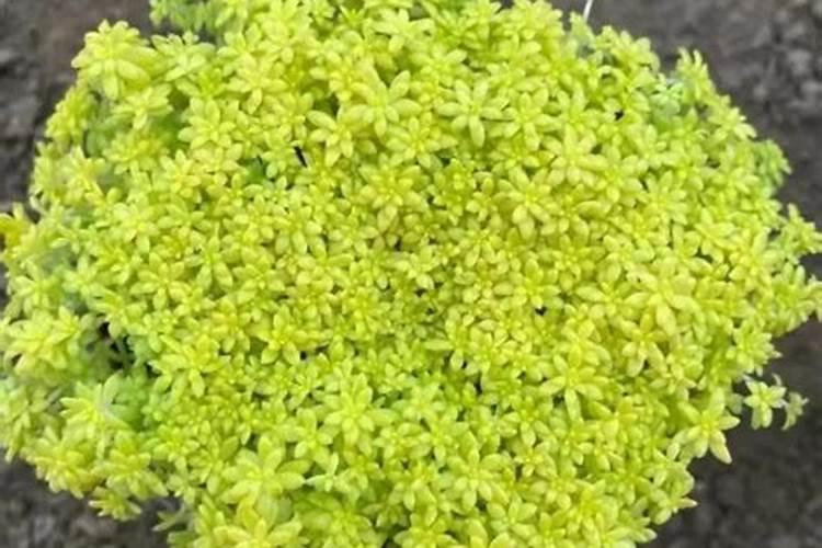 天冷鱼塘可以撒尿素吗？