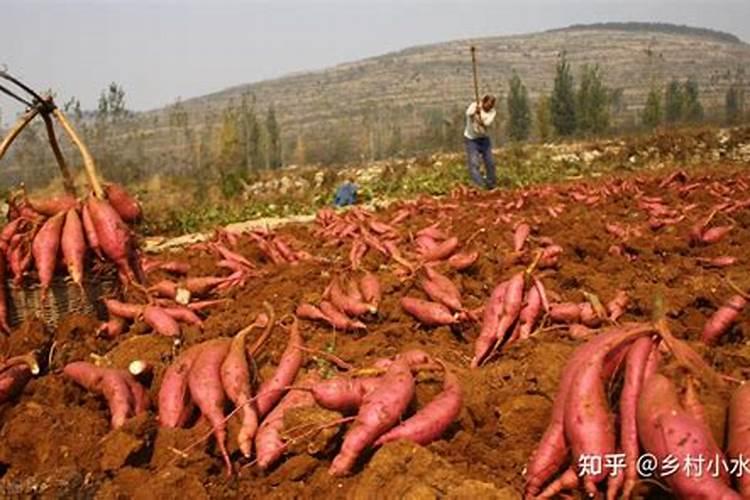 红薯使用什么肥料好