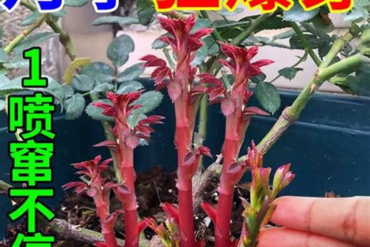 月季浇什么肥料合适