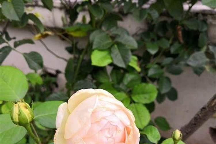 速效复合肥适用哪些花