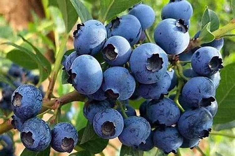 蓝莓开花结果期施什么肥好