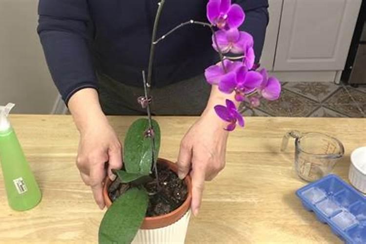 如何给蝴蝶兰施肥与浇水？