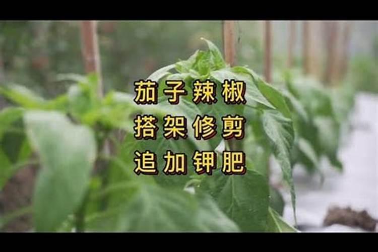 辣椒开花期一亩地滴两公斤左右高钾肥合适吗