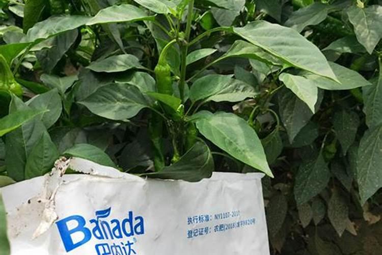 高钾水溶肥什么时候用