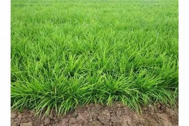 如何养好麦冬花卉 正确养护麦冬