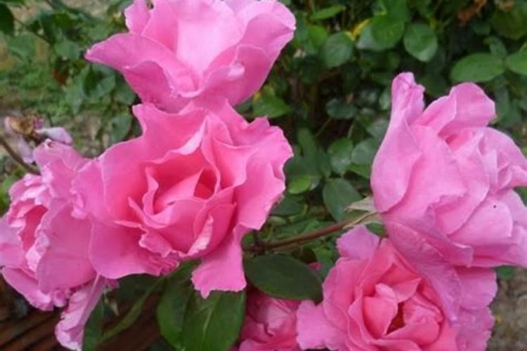 月季开花期间怎么施肥