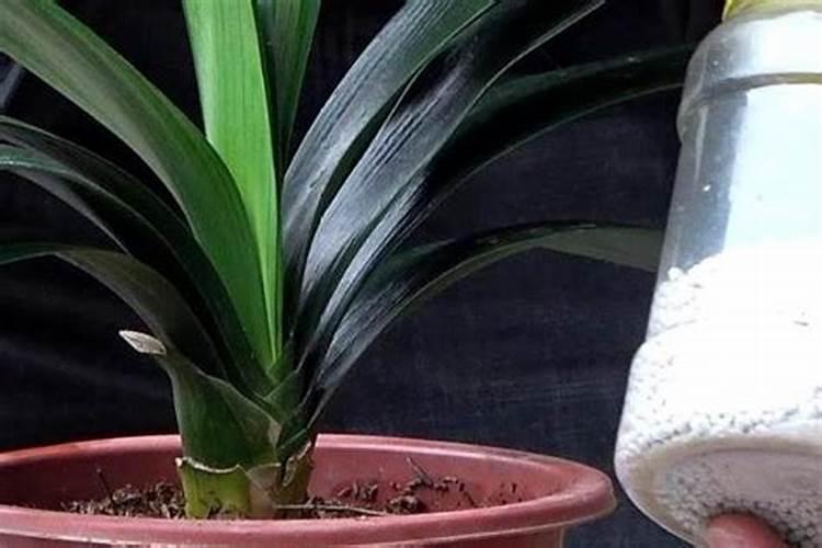 君子兰施肥时间