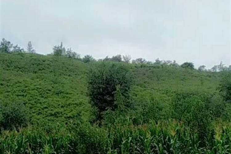 玉米追肥用尿素好还是用磷钾肥好