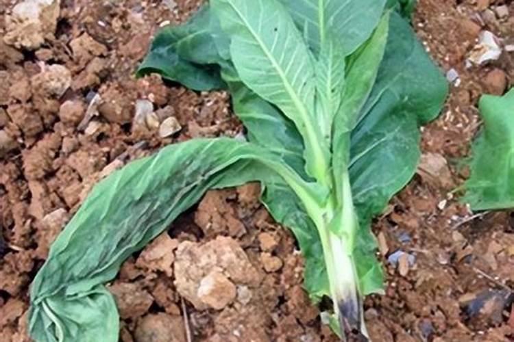 烤烟一次冲施多少肥料？烤烟用叶面肥比较好？烤烟喷施昆仑风