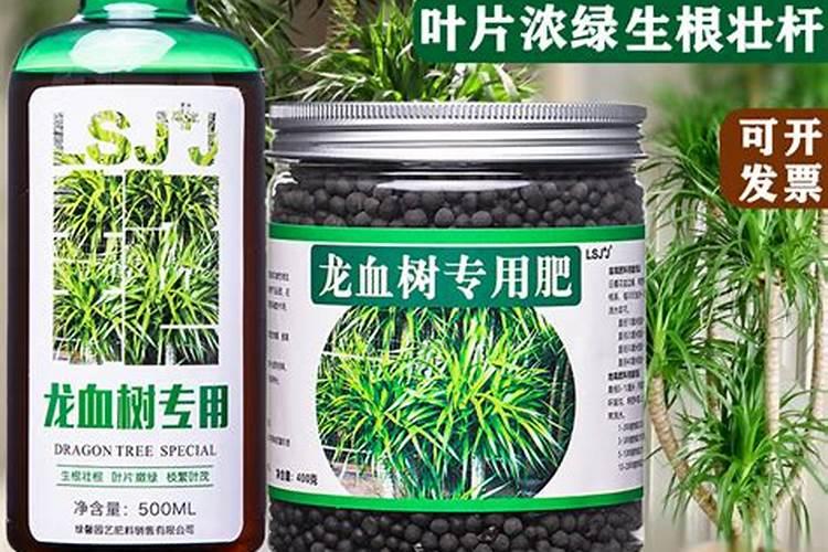 龙血树需要有机肥吗 龙血树施肥的肥料选择