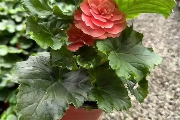 丽格海棠施肥技巧