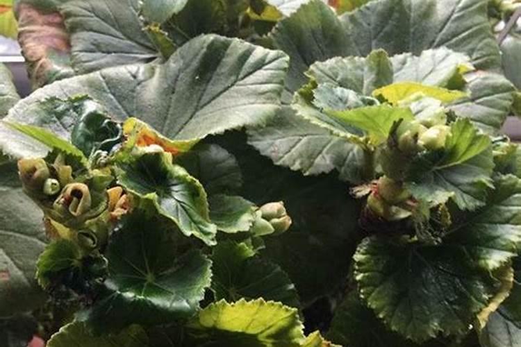 丽格海棠的施肥方法