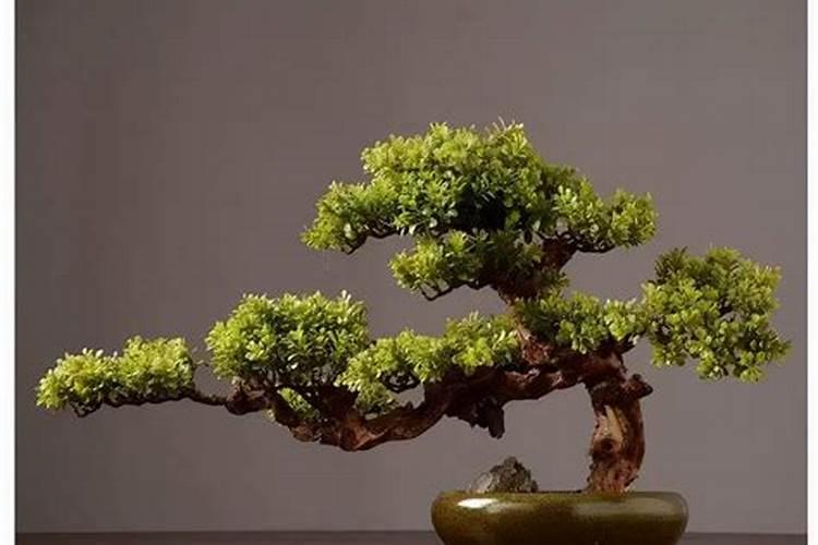 迎客松怎么施肥才旺盛迎客松怎么施肥才旺盛？