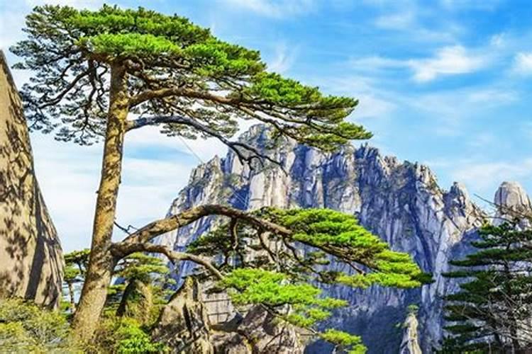 迎客松的养殖方法和注意事项