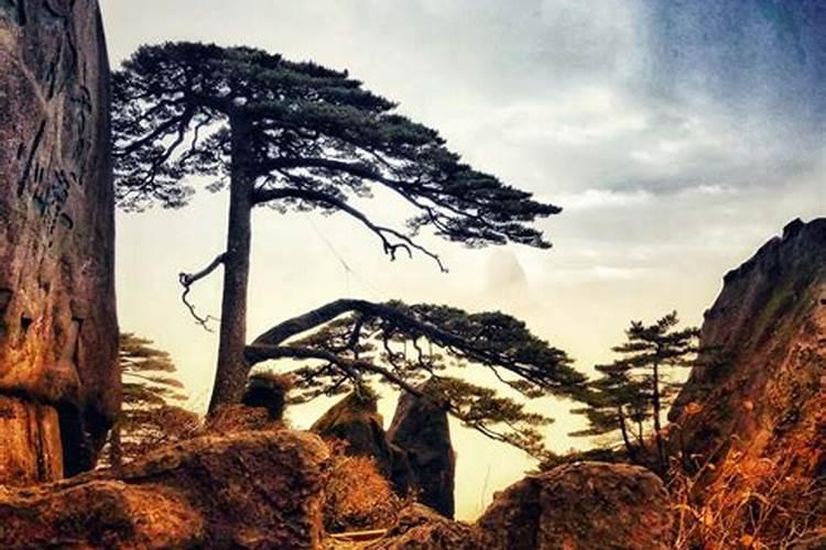 迎客松怎么养殖方法