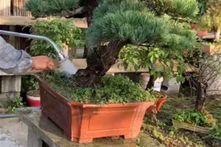 迎客松发黄怎么挽救