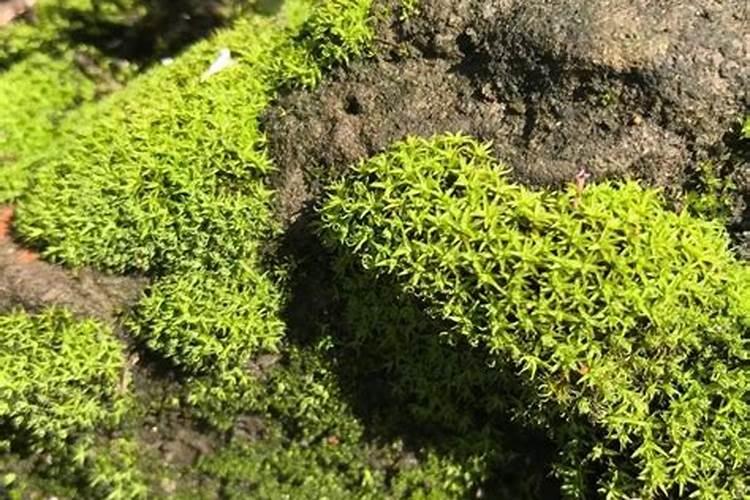 天然钾肥有哪些