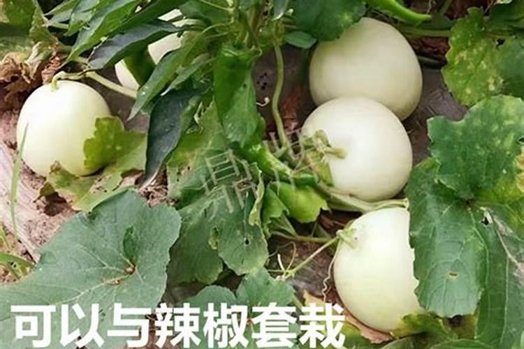 夏天怎样种植薄皮甜瓜