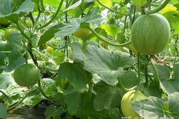 甜瓜快到成熟期冲果蔬宝行不行呀？