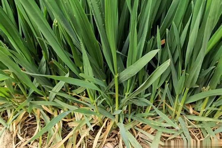 芸苔素喷施最佳时间