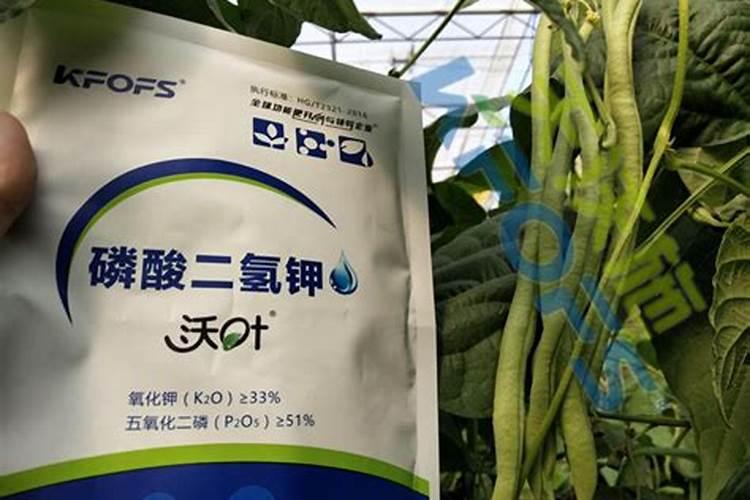 豆角幼苗可以喷磷酸二氢钾不