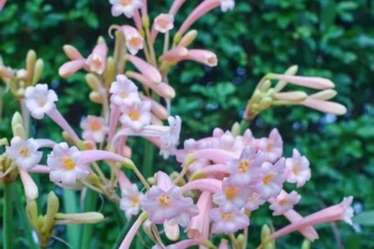 草木灰做钾肥对花卉的好处