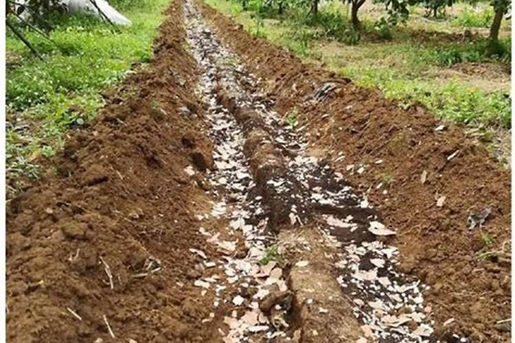 柑橘人必须知道的5大问题