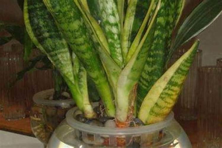 虎皮兰要怎样养护才能够叶色浓绿？