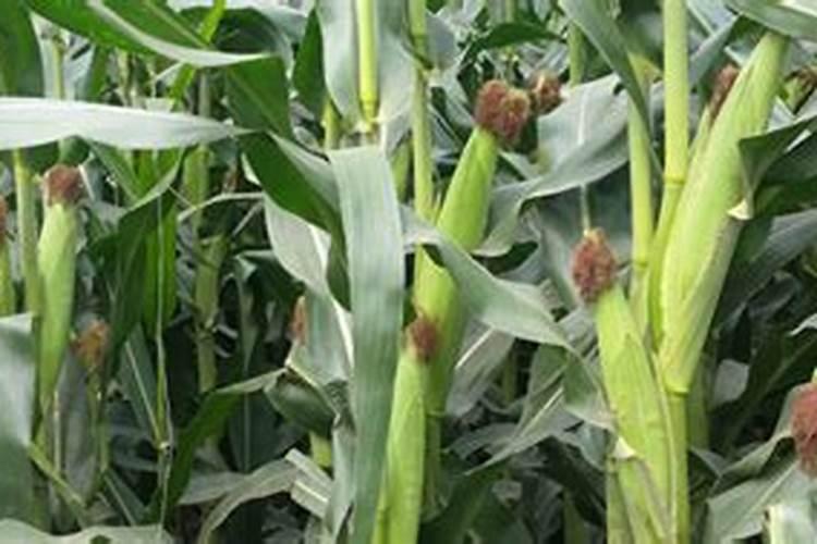 磷酸二氢钾喷叶后多少天可以喷水？