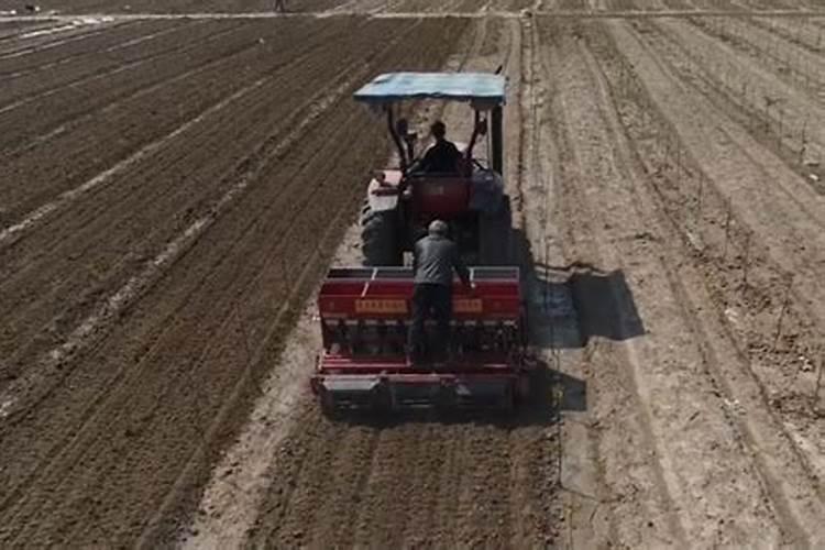 花生开花期施什么肥料