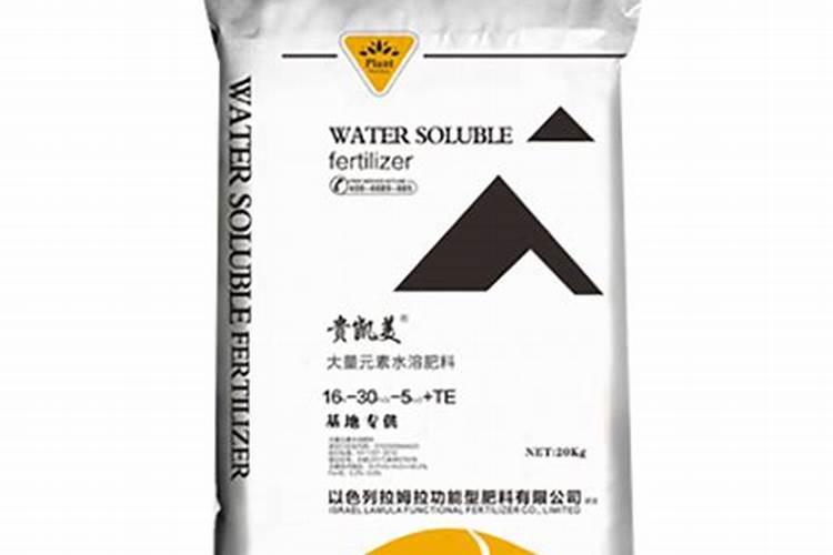 香水月季的养殖方法和注意事项