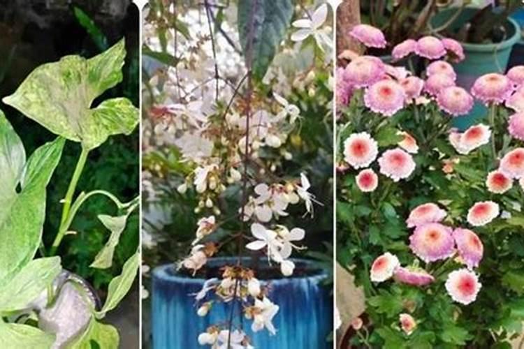 咖啡渣发霉后怎么处理？