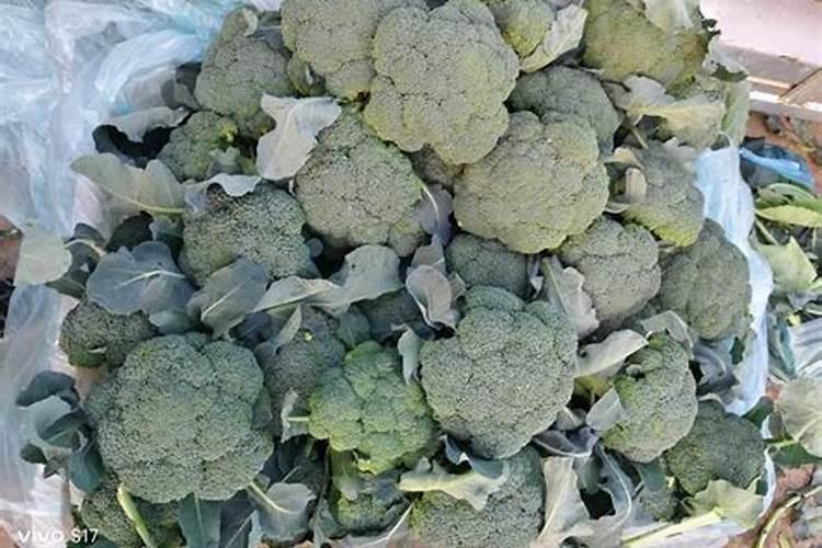 西兰花使用喜满地水溶肥可以吗？