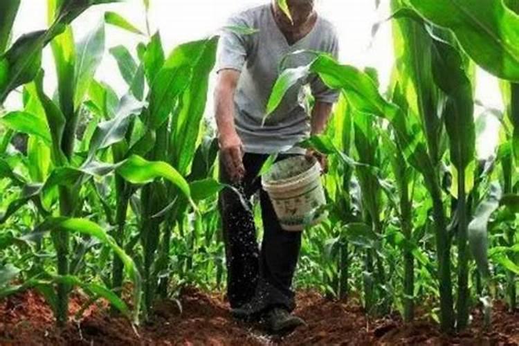 玉米中后期不追尿素可以喷液体氮肥代替吗