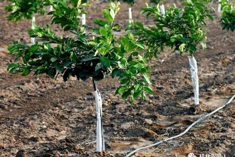 磷肥种花生怎么使用