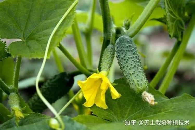黄瓜施什么肥最好