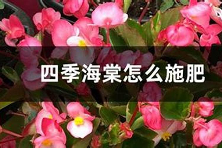 四季海棠用什么肥料最好,怎么施肥