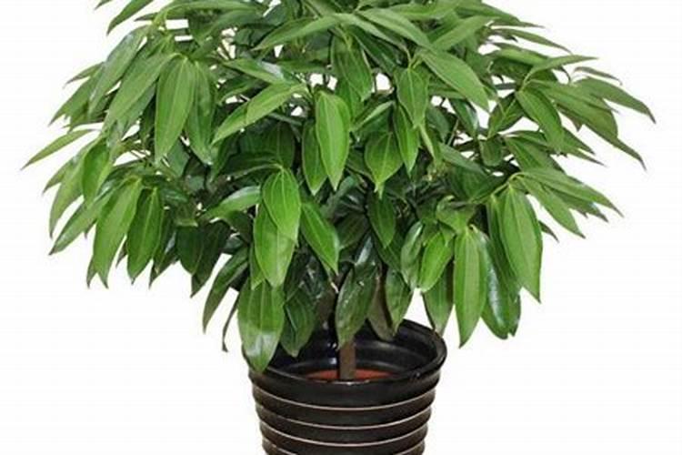 平安树施什么肥料好,氮磷钾肥促进生长(春秋两季施肥)