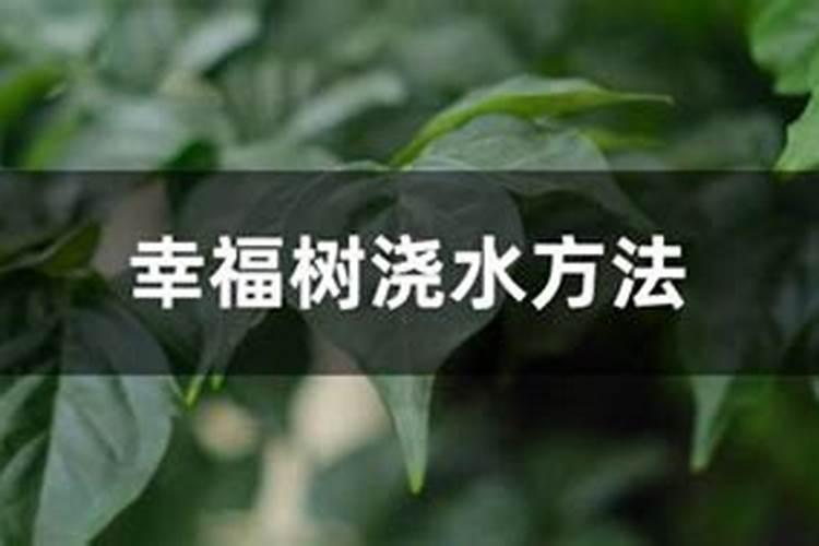 嫁接的蟹抓兰冬天多久施肥一次