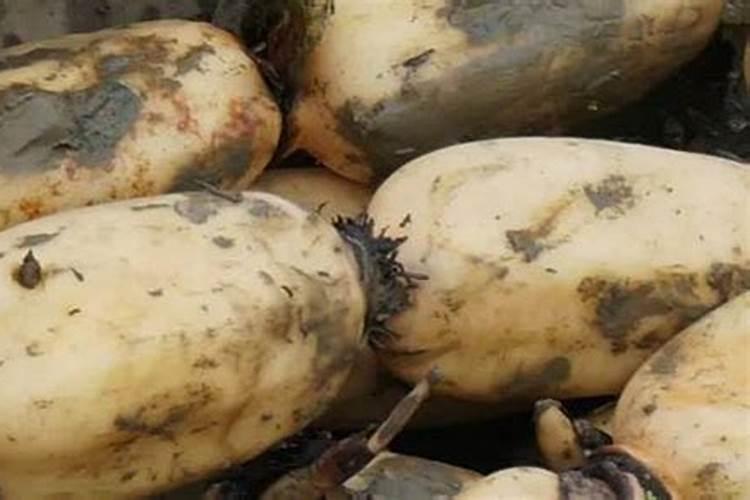 高浓度硫酸钾复合肥适合莲藕吗？