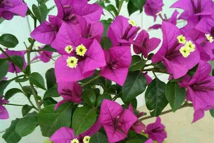 尿素怎么养三角梅花苞狂冒