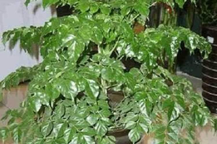 平安树施什么肥料好,氮磷钾肥促进生长(春秋两季施肥)