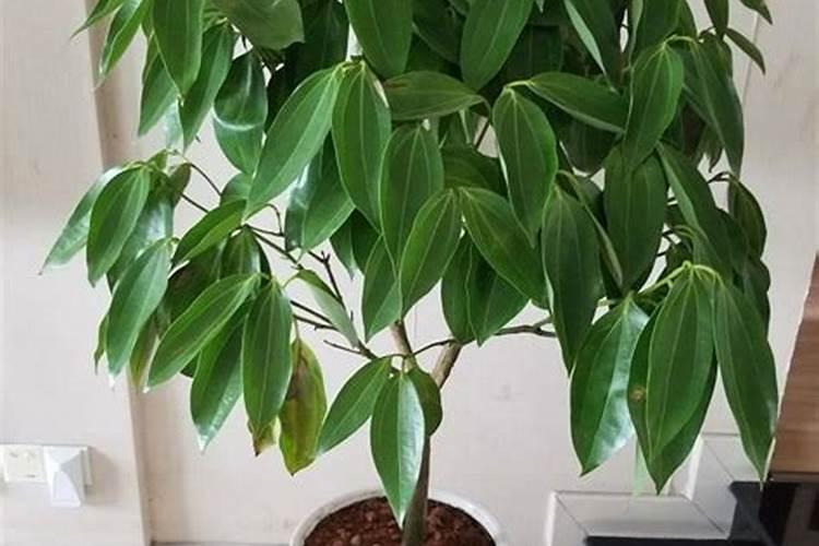 平安树的叶子怎么养绿 平安树的叶子怎么养绿呢