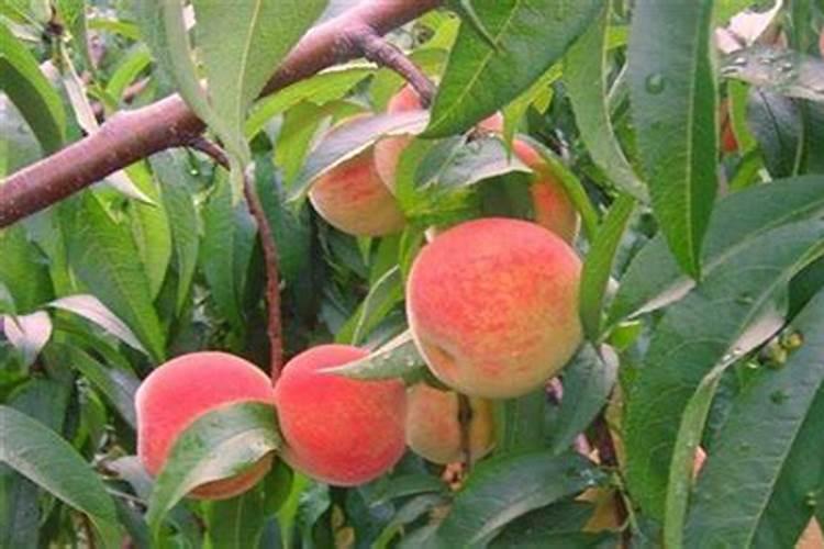 一年生桃树施啥肥好什么时候施肥