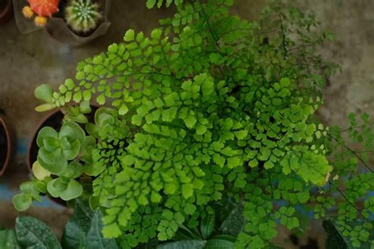 铁线蕨叶子干了怎么办