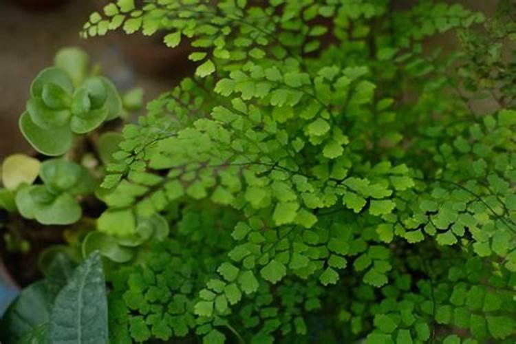 铁线蕨叶子干了怎么办