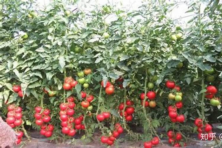 西红柿开花结果期怎么施肥和管理