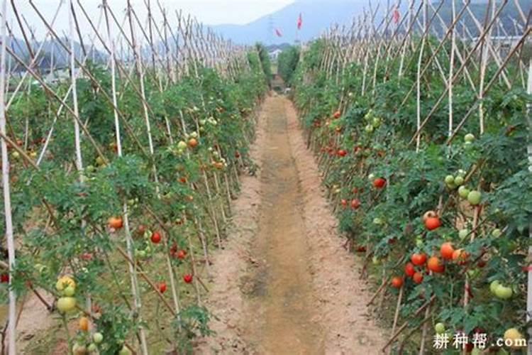 西红柿使用什么肥料最好？