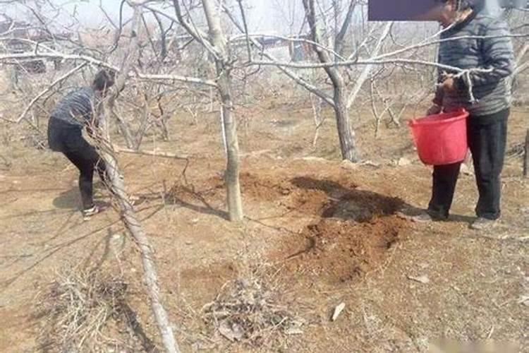 桃树结果需要什么肥料