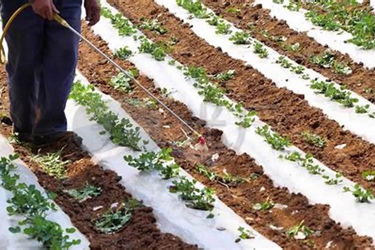 常用锌肥有哪些施用方法